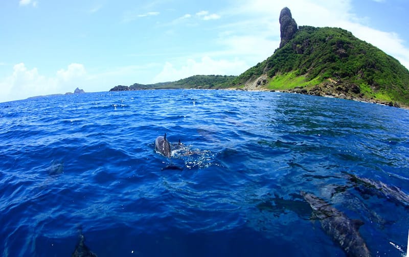 Fernando de Noronha - Passeio com golfinhos